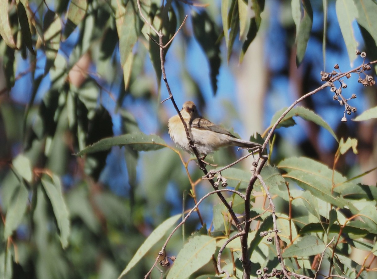 Lazuli Bunting - ML623658559