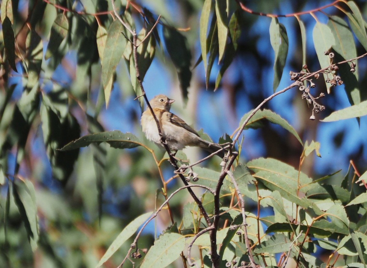 Lazuli Bunting - ML623658560