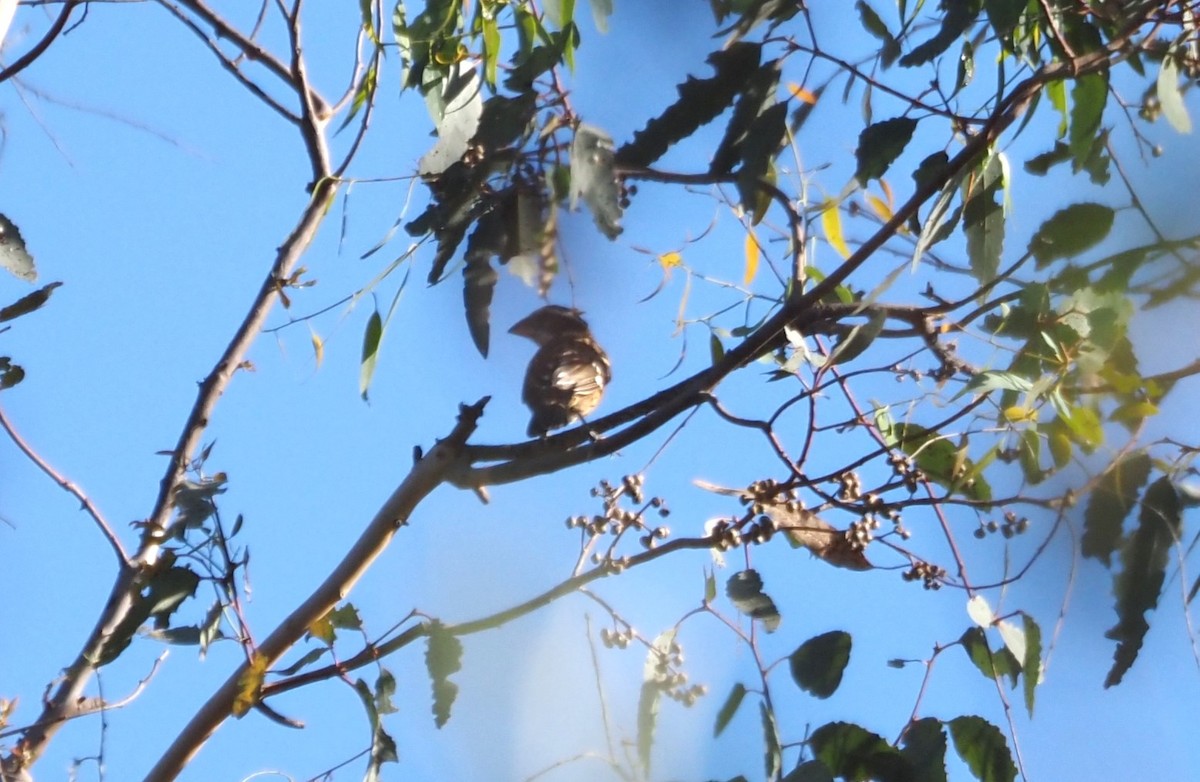 Black-headed Grosbeak - ML623658568