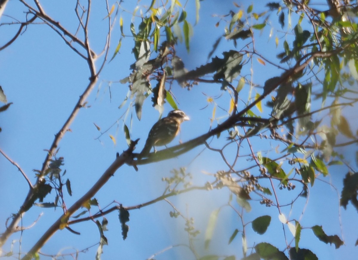 Black-headed Grosbeak - ML623658569