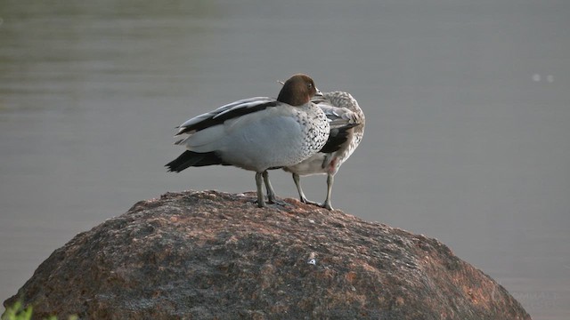 Maned Duck - ML623658574