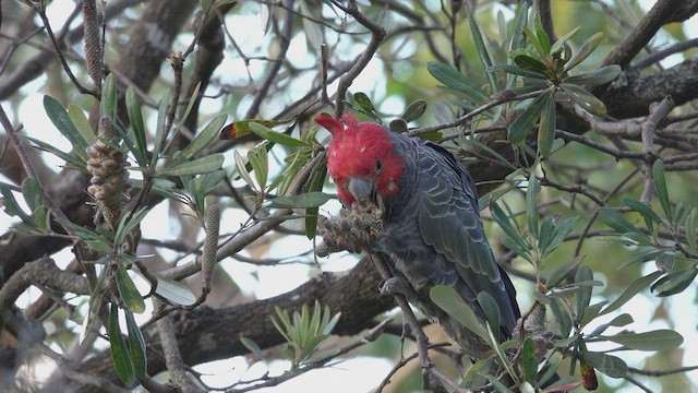 Gang-gang Cockatoo - ML623658587