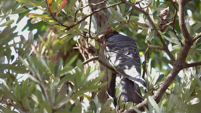 Gang-gang Cockatoo - ML623658594