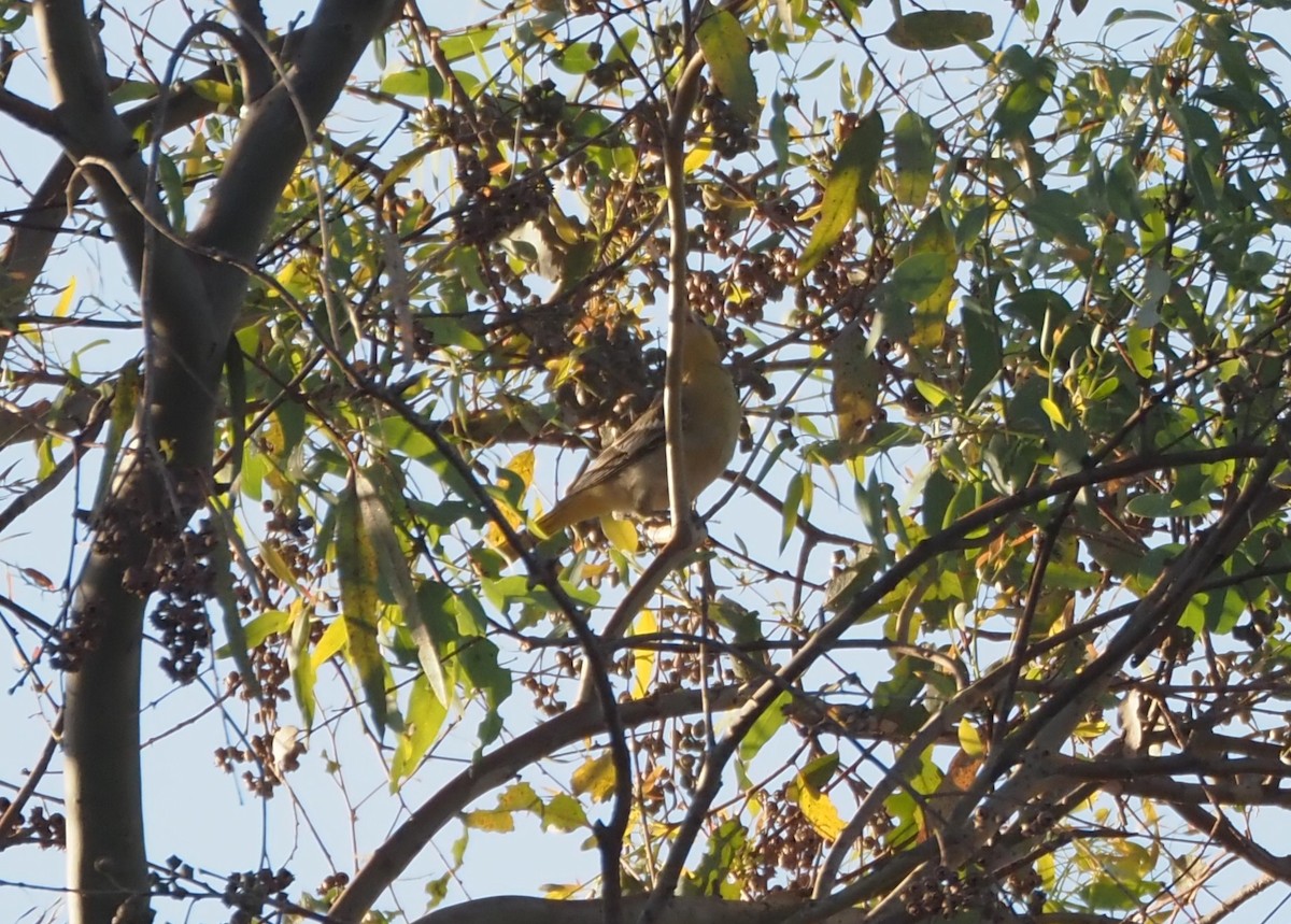 Bullock's Oriole - ML623658600