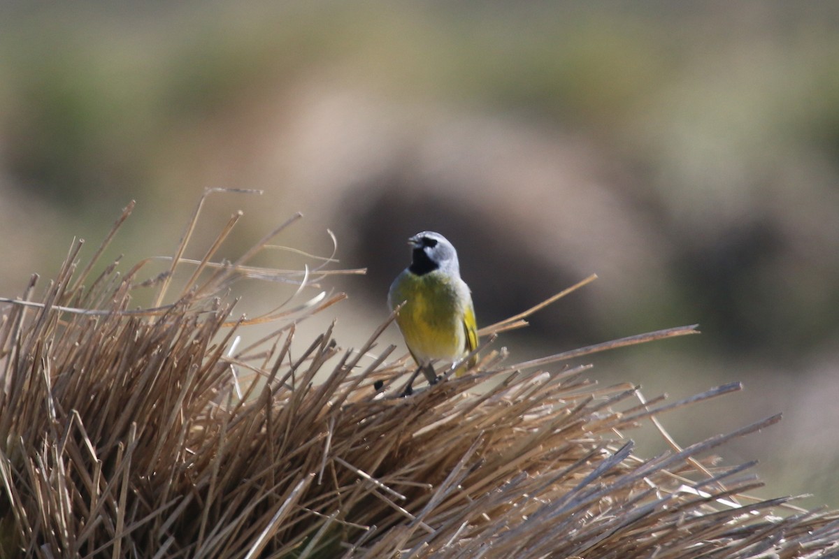 White-bridled Finch - Bryan Shirley