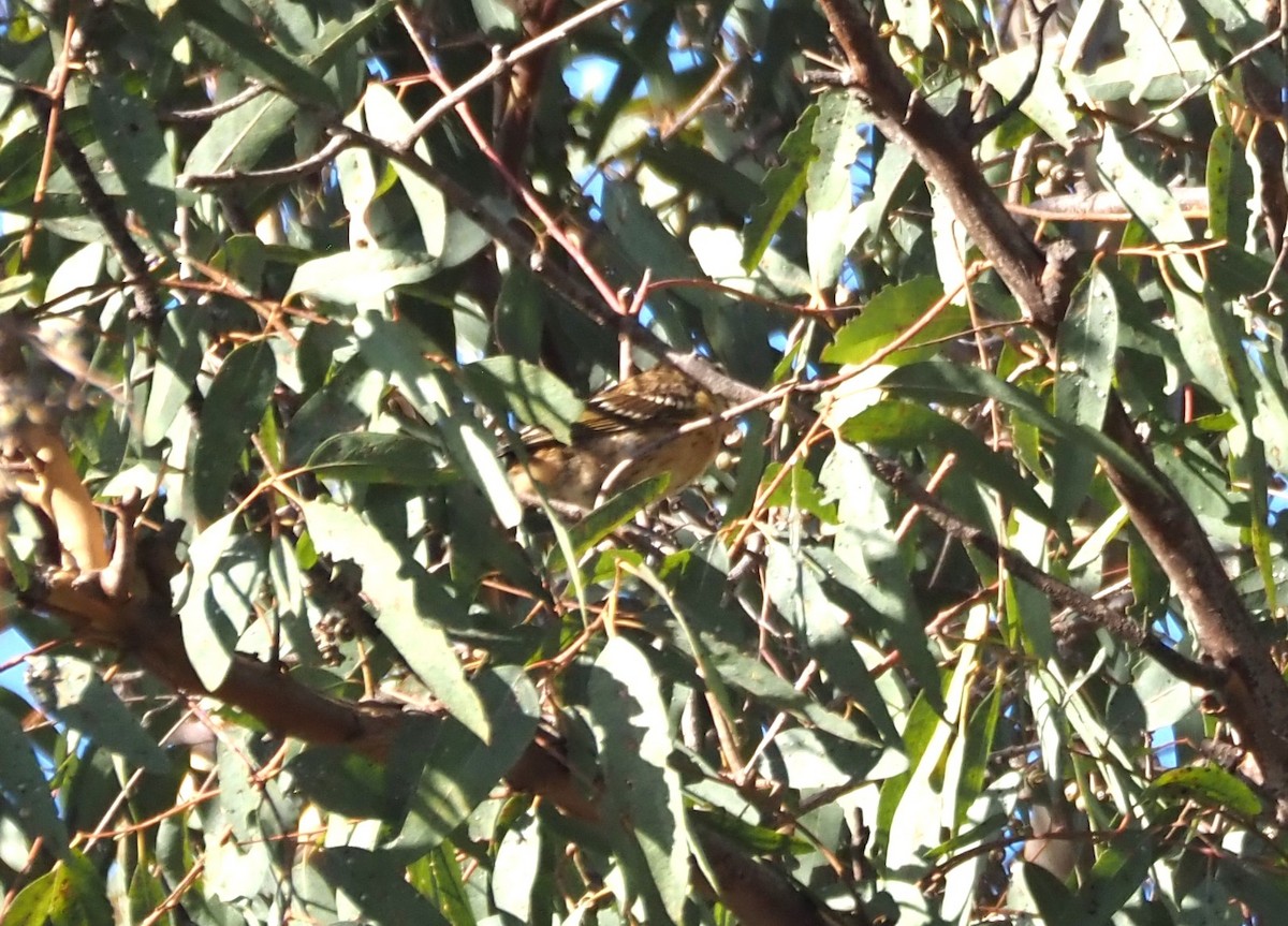 Black-headed Grosbeak - ML623658611