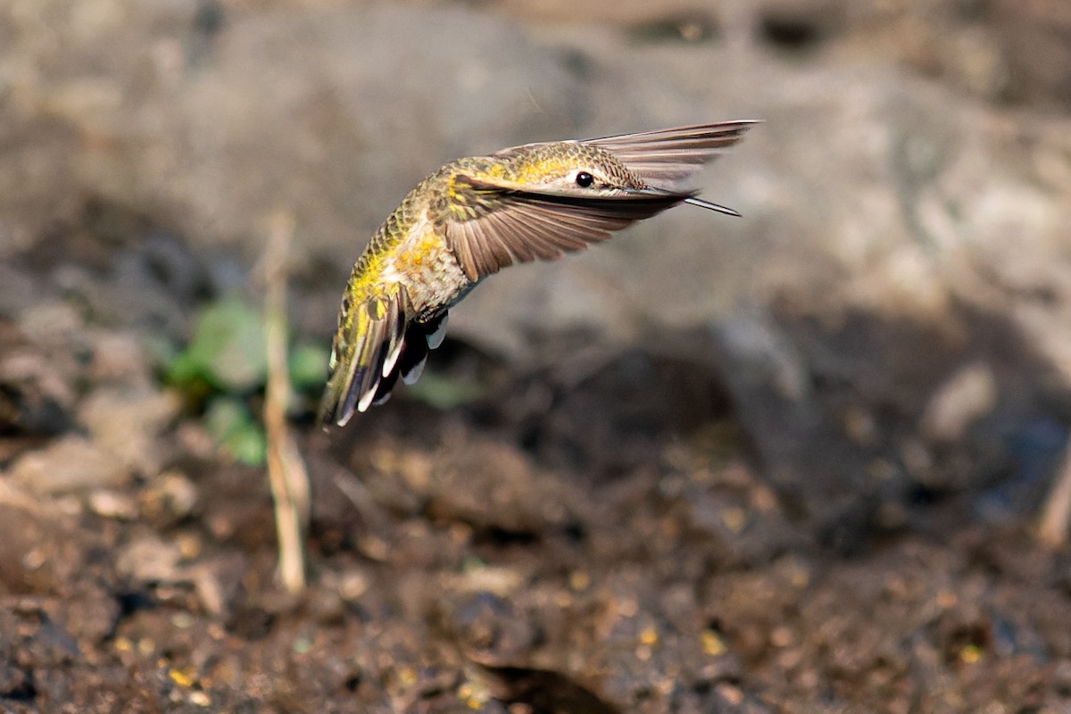 Anna's Hummingbird - ML623658628