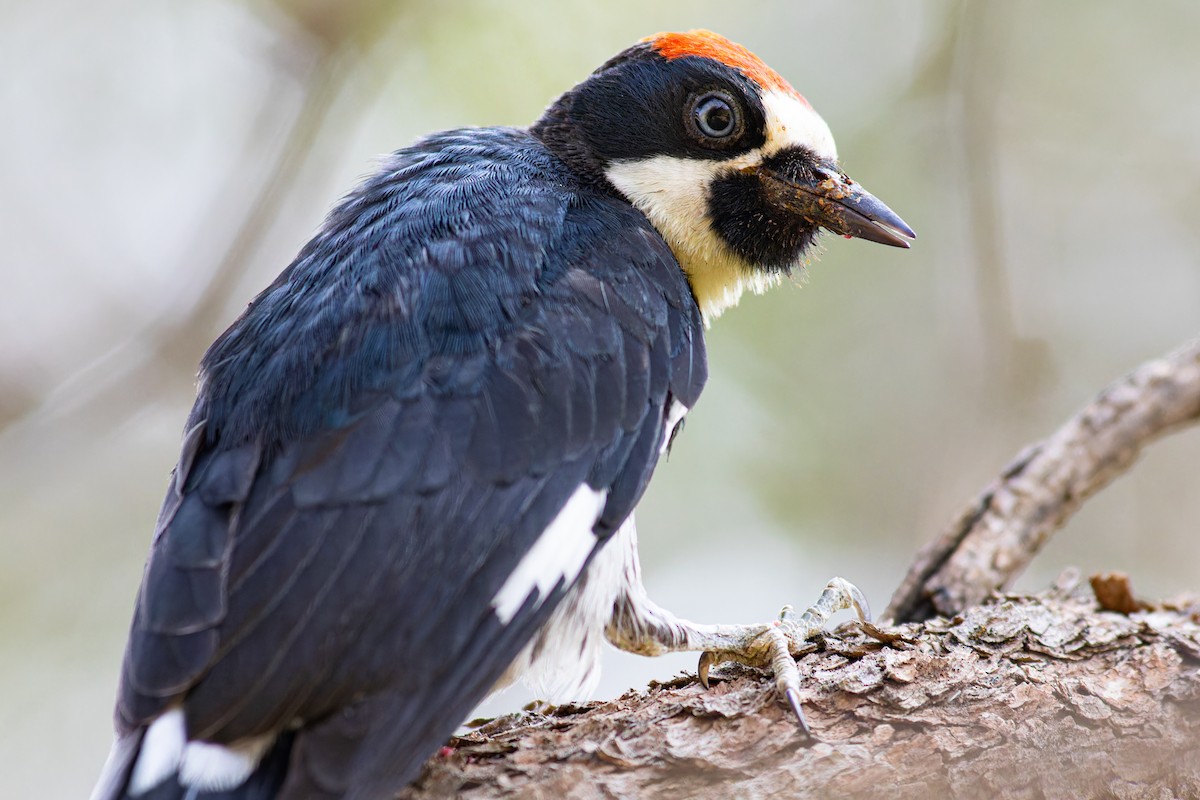 Acorn Woodpecker - ML623658633