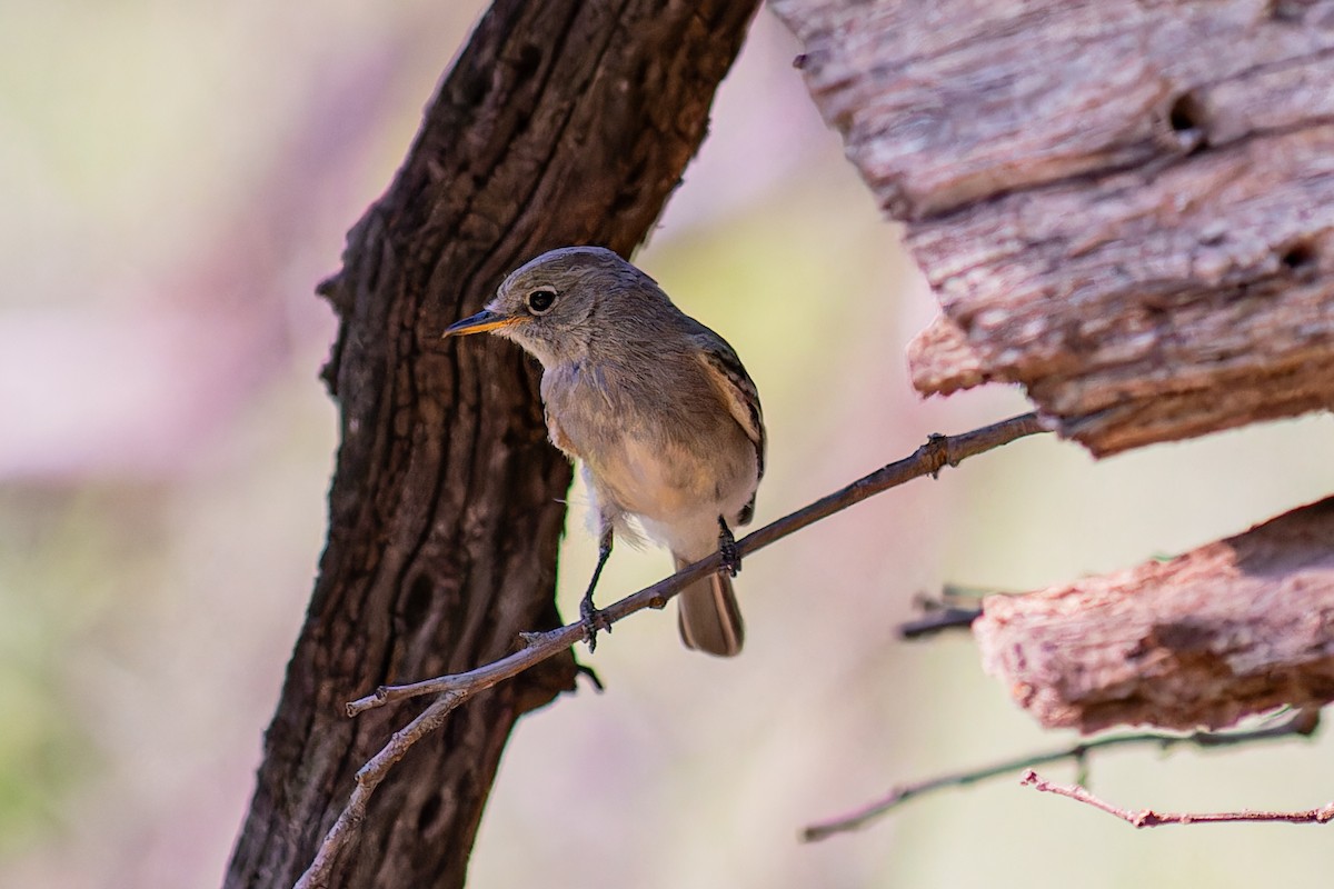 Gray Flycatcher - ML623658635