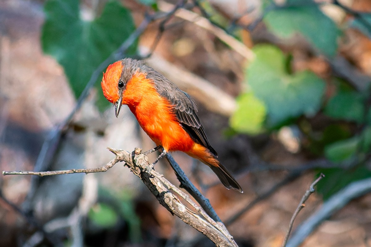 Vermilion Flycatcher - ML623658636