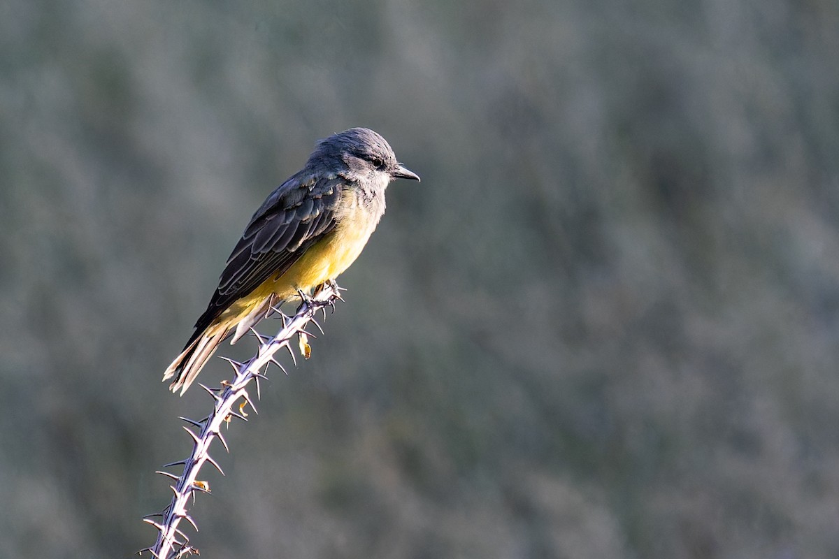 Cassin's Kingbird - ML623658637