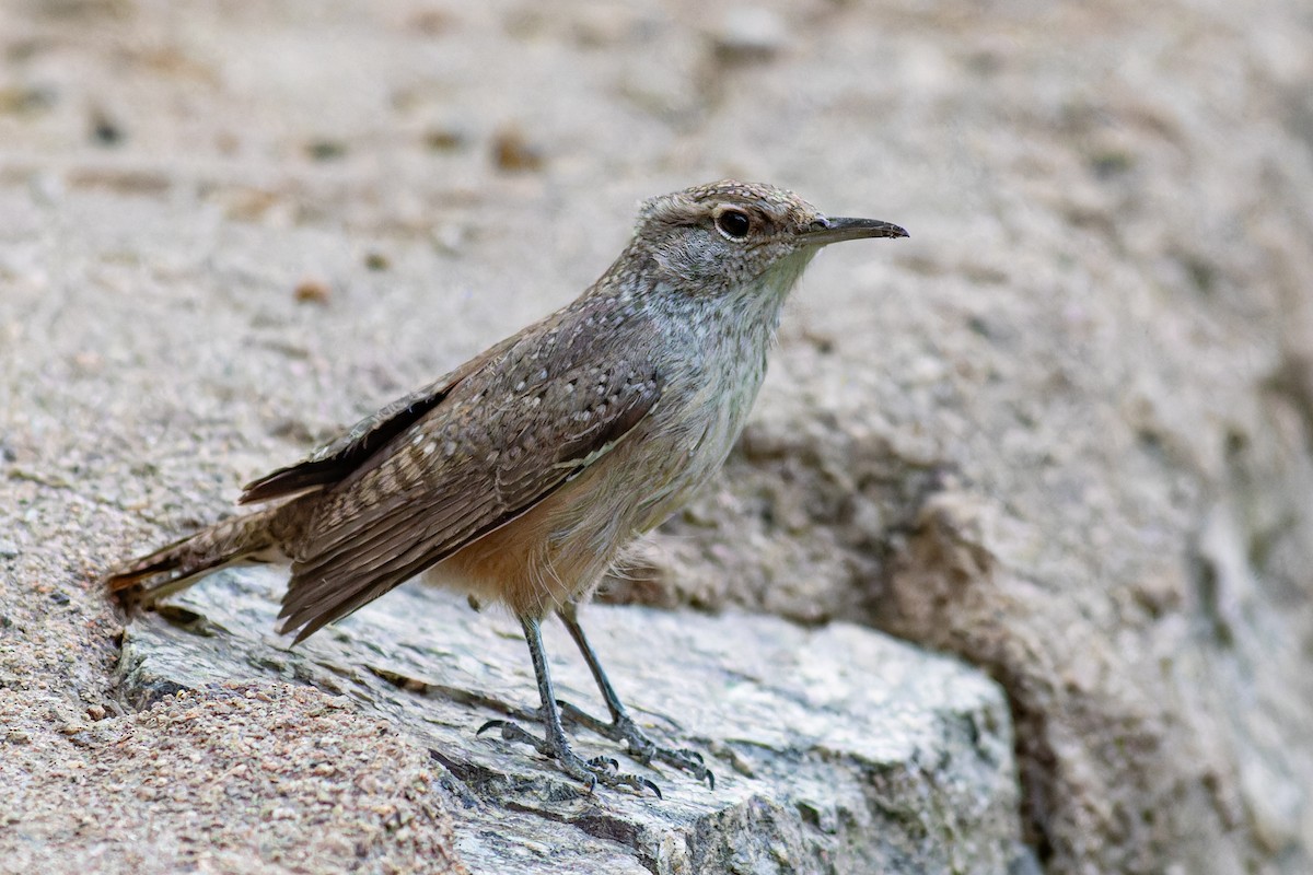 Rock Wren - ML623658638