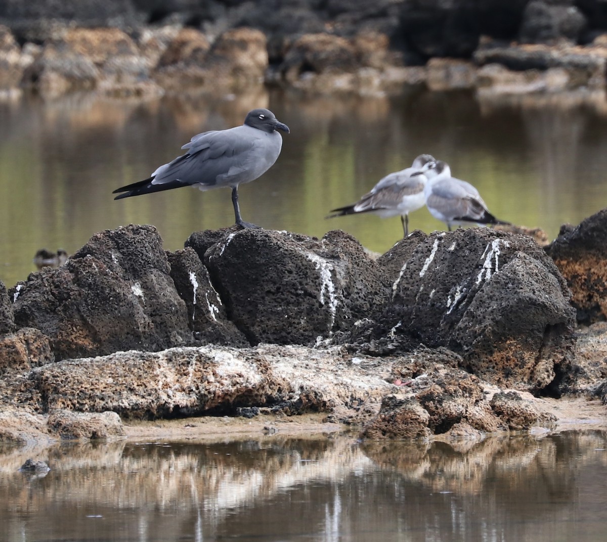 Mouette obscure - ML623658641