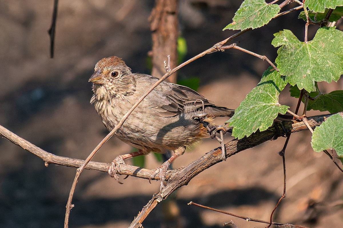 Canyon Towhee - ML623658645