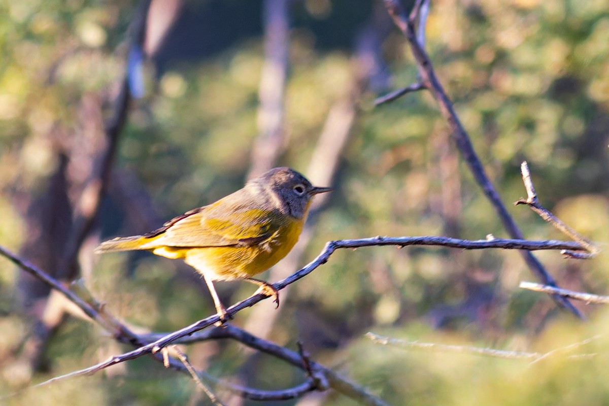 Nashville Warbler - Steve Juhasz