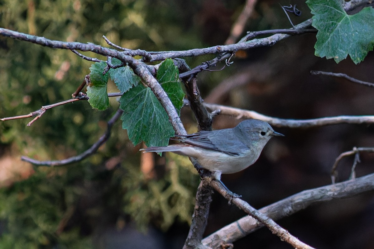 Lucy's Warbler - ML623658648