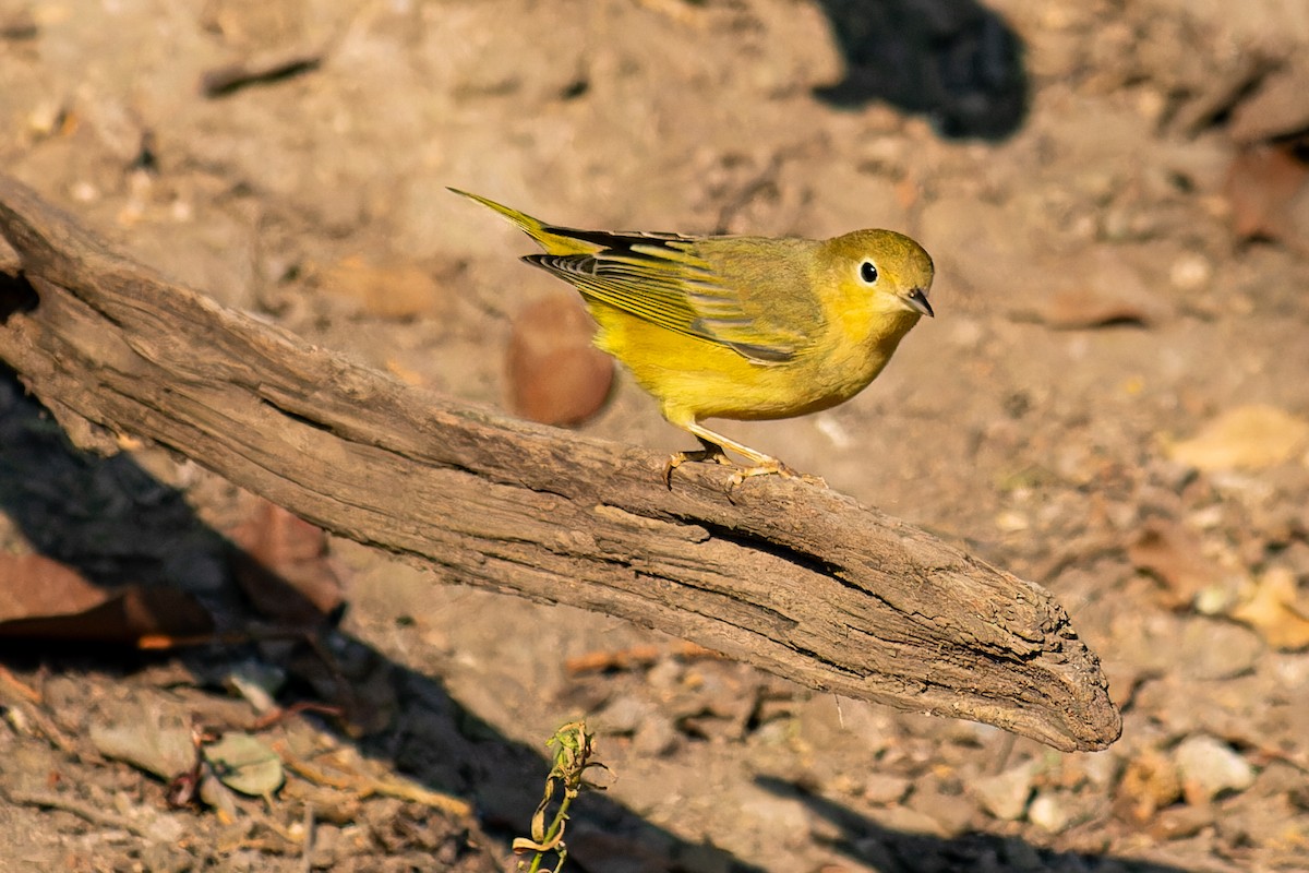 Yellow Warbler - ML623658650