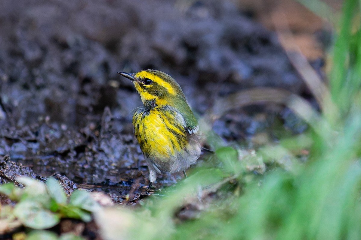 Townsend's Warbler - ML623658655