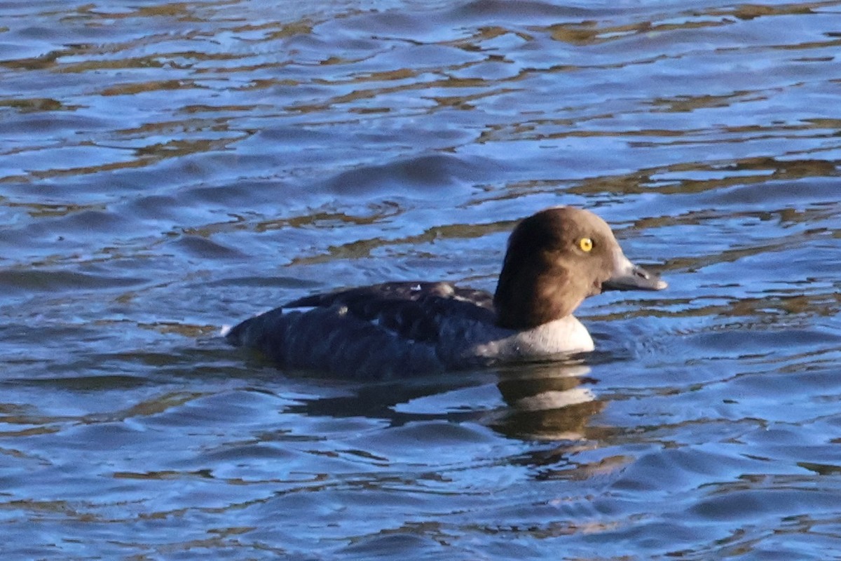 Common Goldeneye - ML623658656
