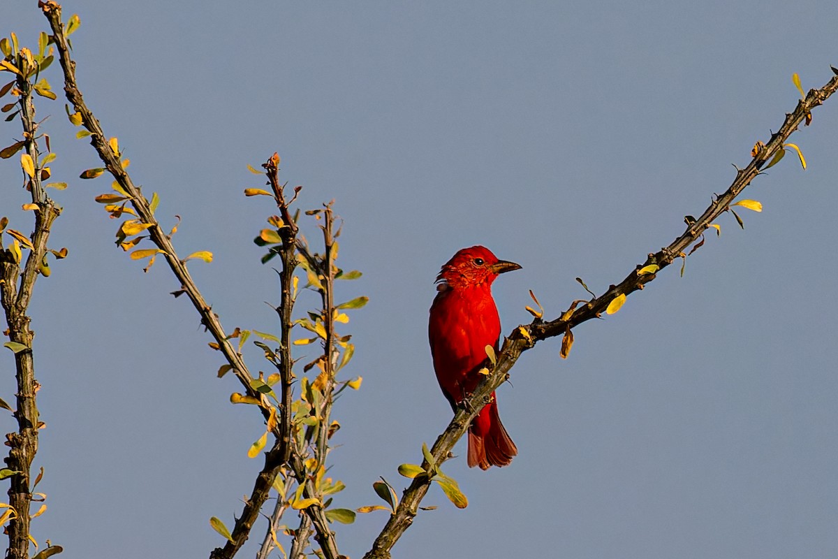 Summer Tanager - ML623658657