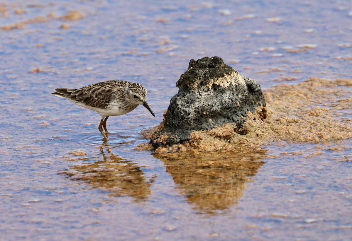 Least Sandpiper - Kandice Henning