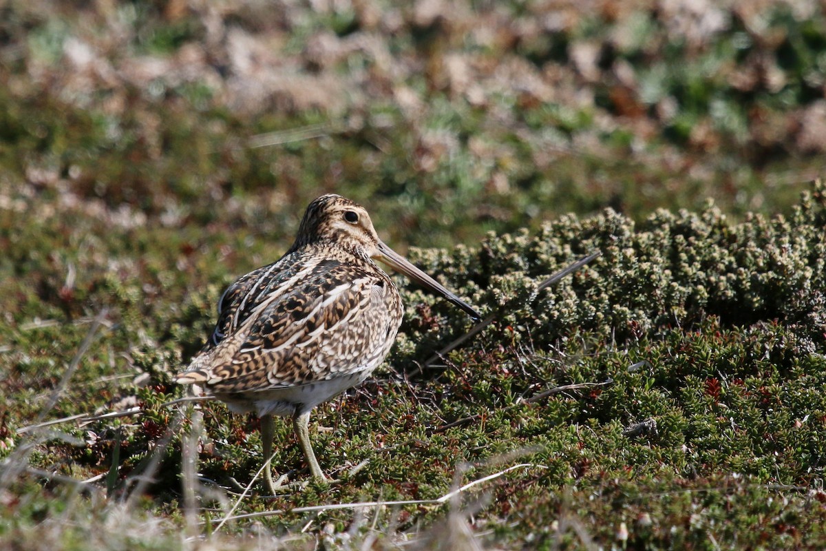 Magellanic Snipe - ML623658700