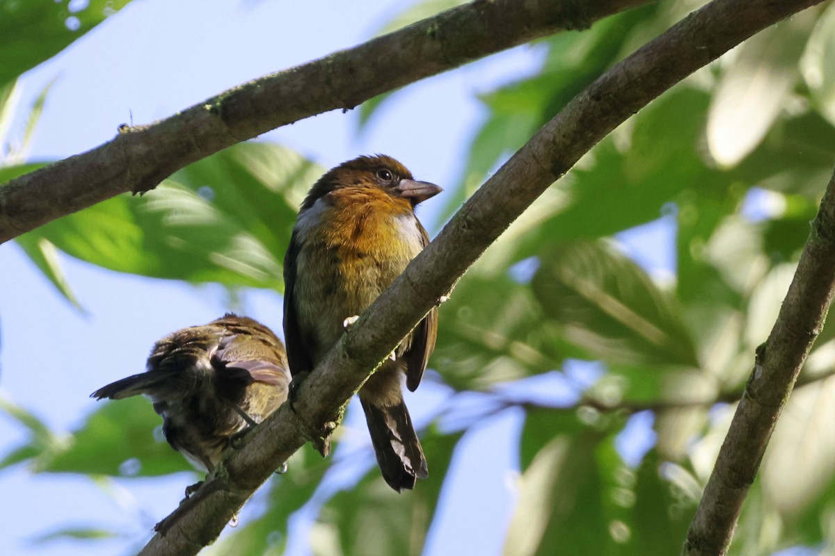 Prong-billed Barbet - ML623658704