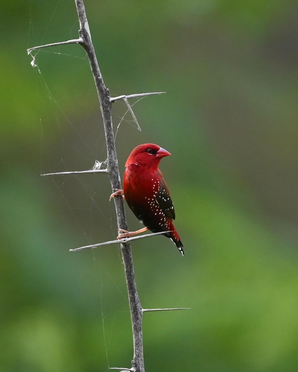 Bengali rouge - ML623658756