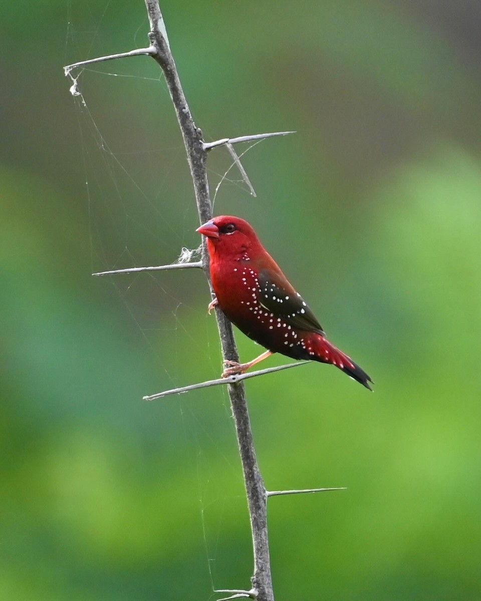 Red Avadavat - Shantanu Thada