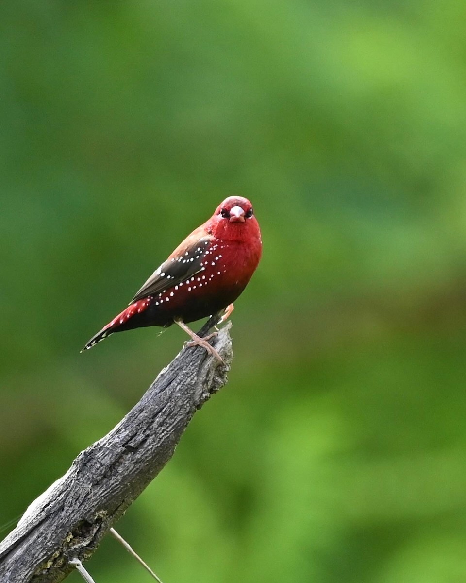 Bengali rouge - ML623658758