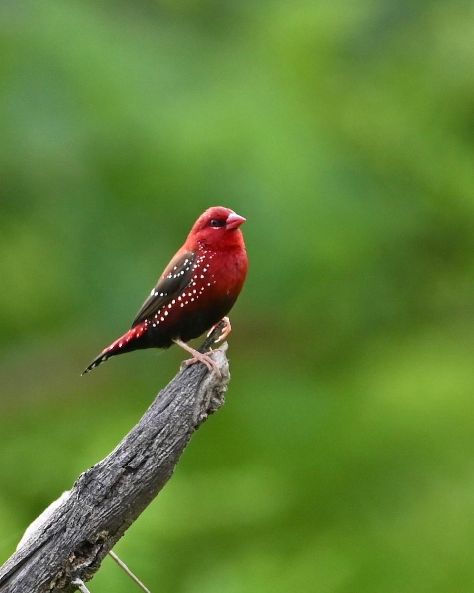 Bengali rouge - ML623658759