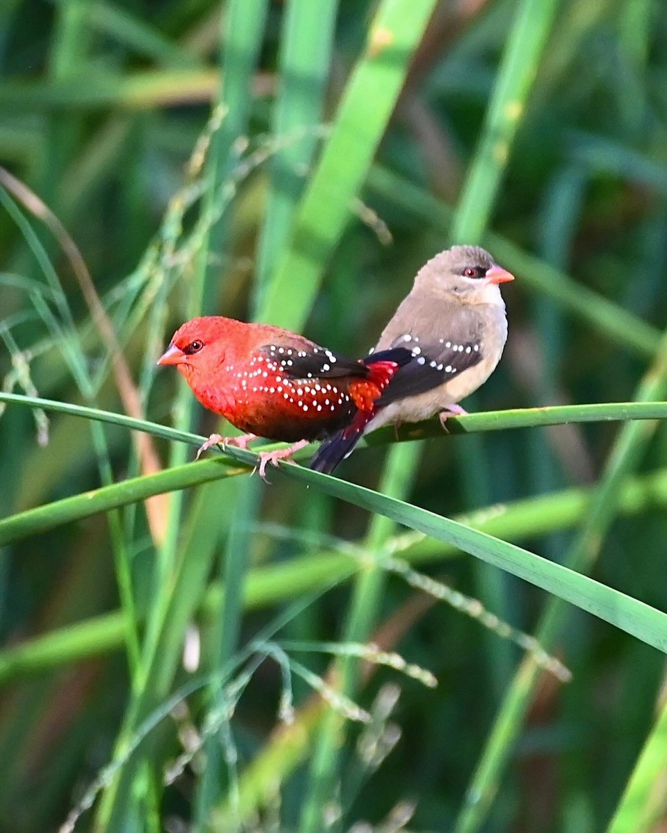 Bengali rouge - ML623658761