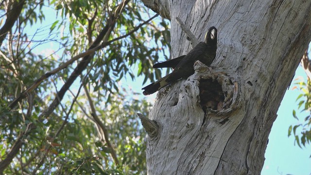 Yellow-tailed Black-Cockatoo - ML623658779