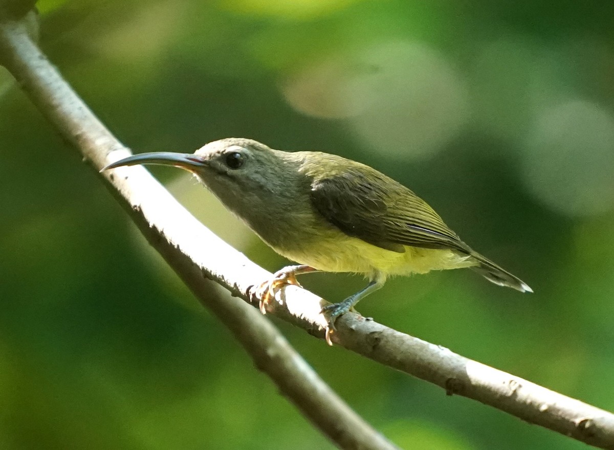 Little Spiderhunter - Keng Keok Neo