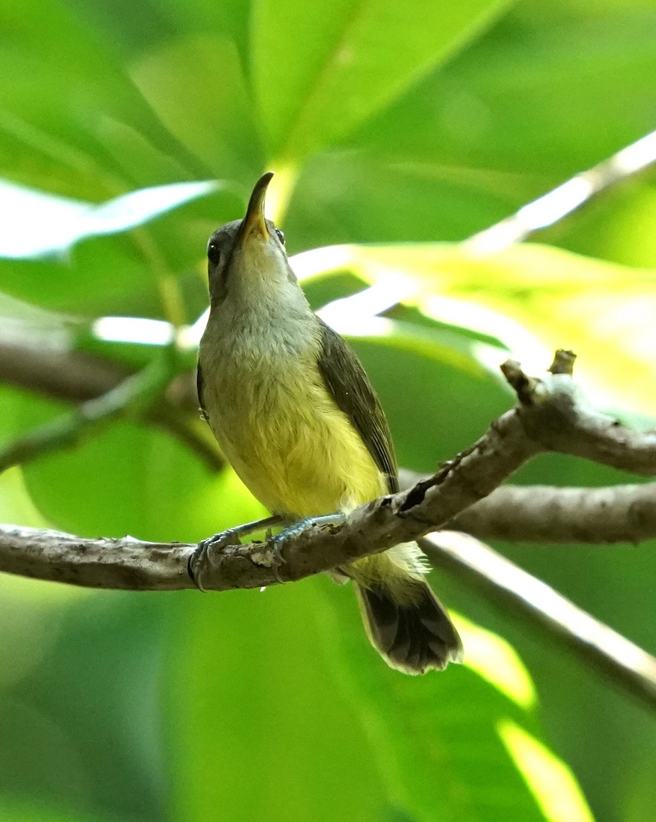 Little Spiderhunter - ML623658784