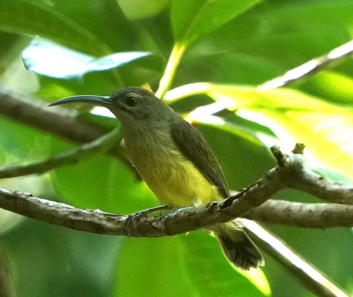 Little Spiderhunter - ML623658785