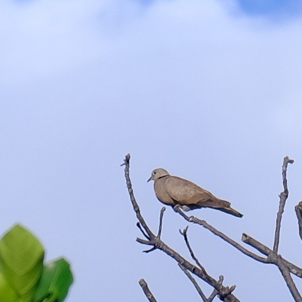 Red Collared-Dove - ML623658793