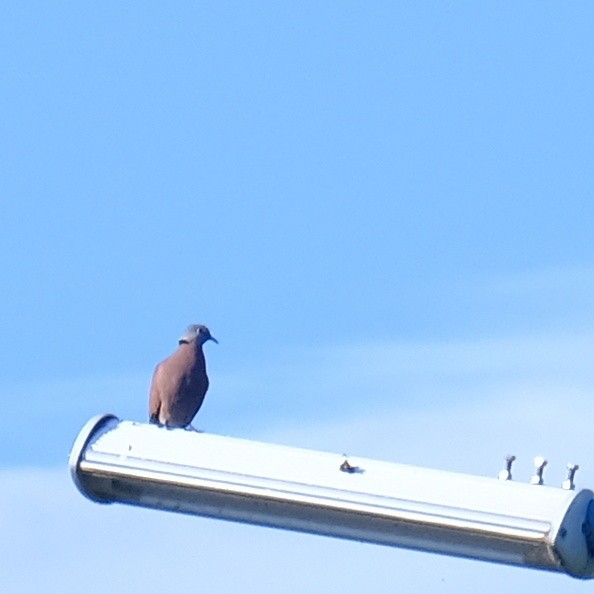 Red Collared-Dove - ML623658795