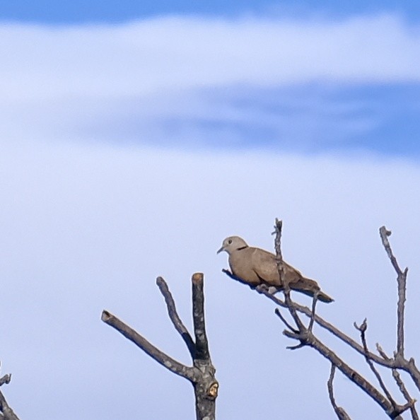 Red Collared-Dove - ML623658796