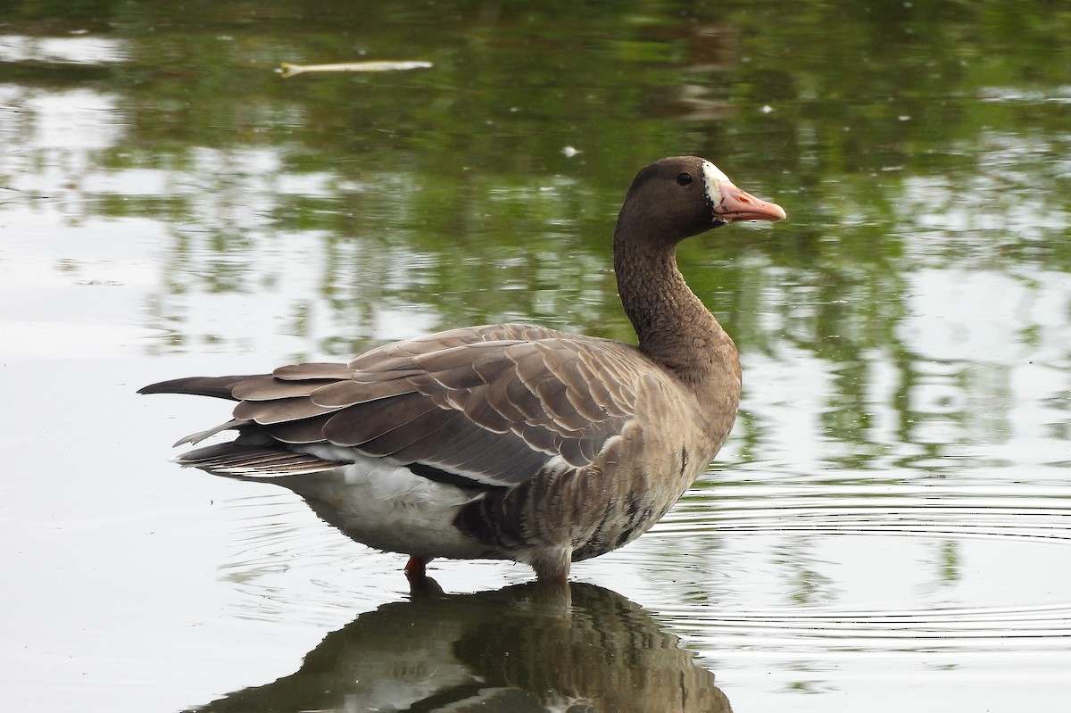 Greater White-fronted Goose - ML623658797