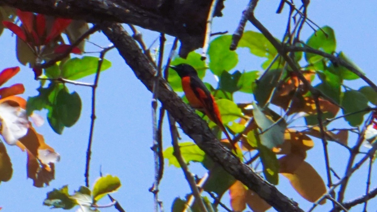 Orange Minivet - ML623658798