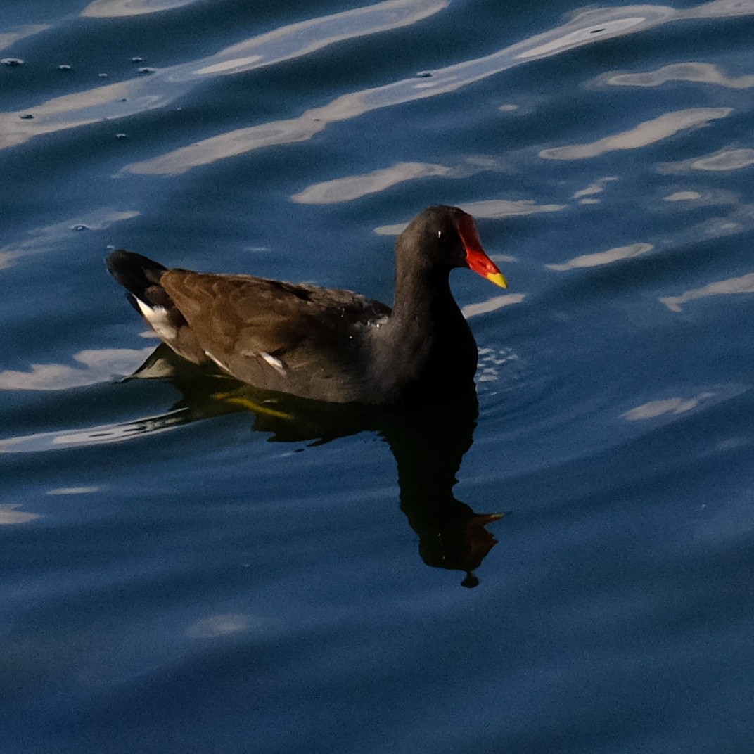 Eurasian Moorhen - ML623658799