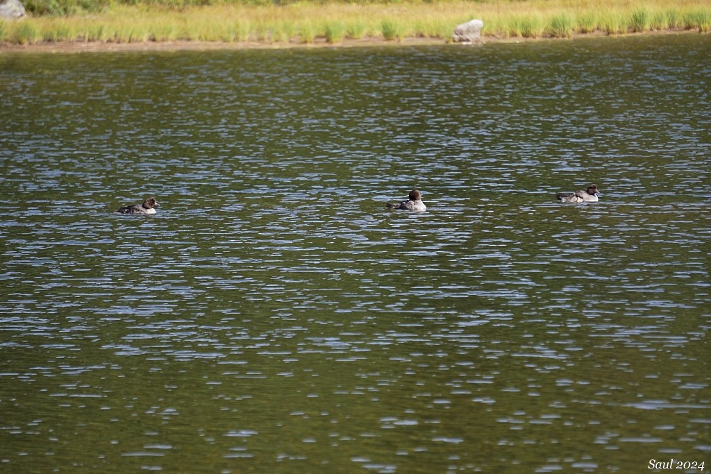 Barrow's Goldeneye - ML623658800