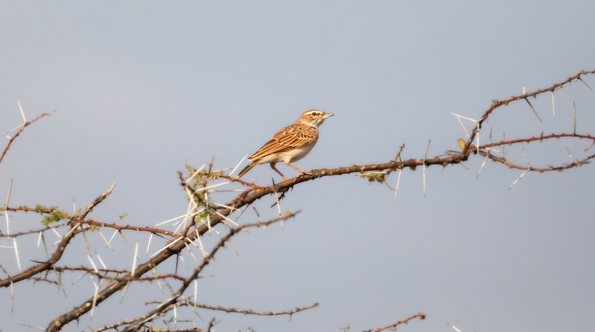 Fawn-colored Lark - ML623658803