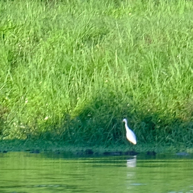 Little Egret - ML623658804