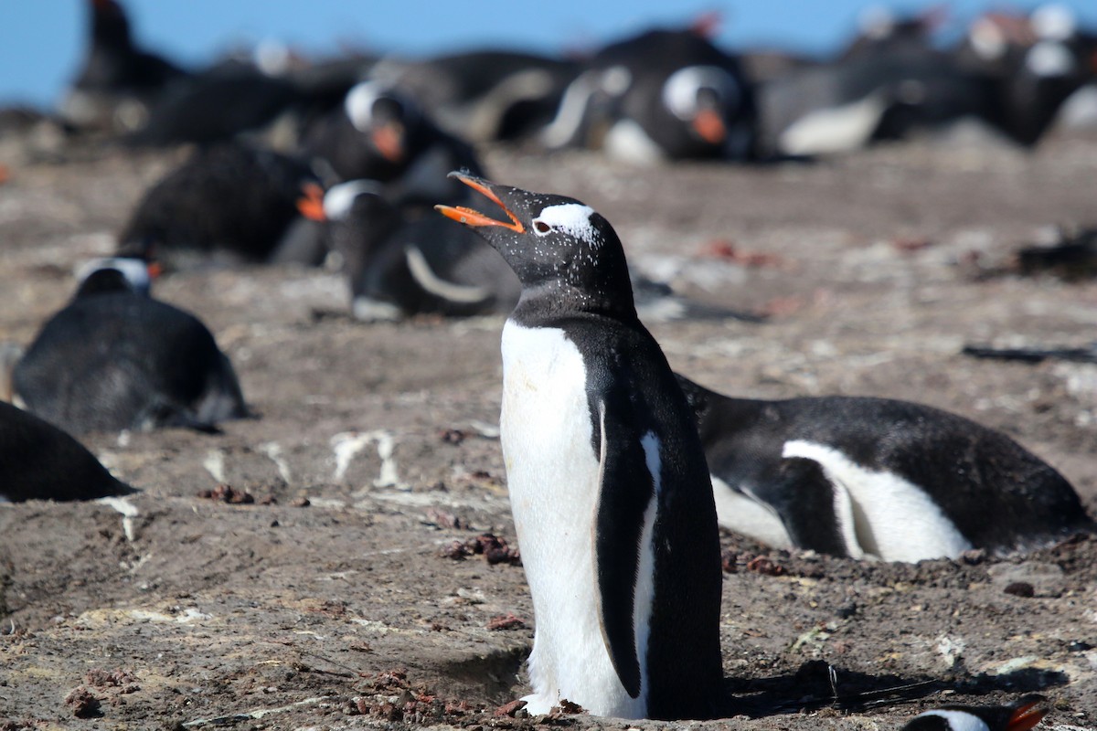 Gentoo Penguin - ML623658805