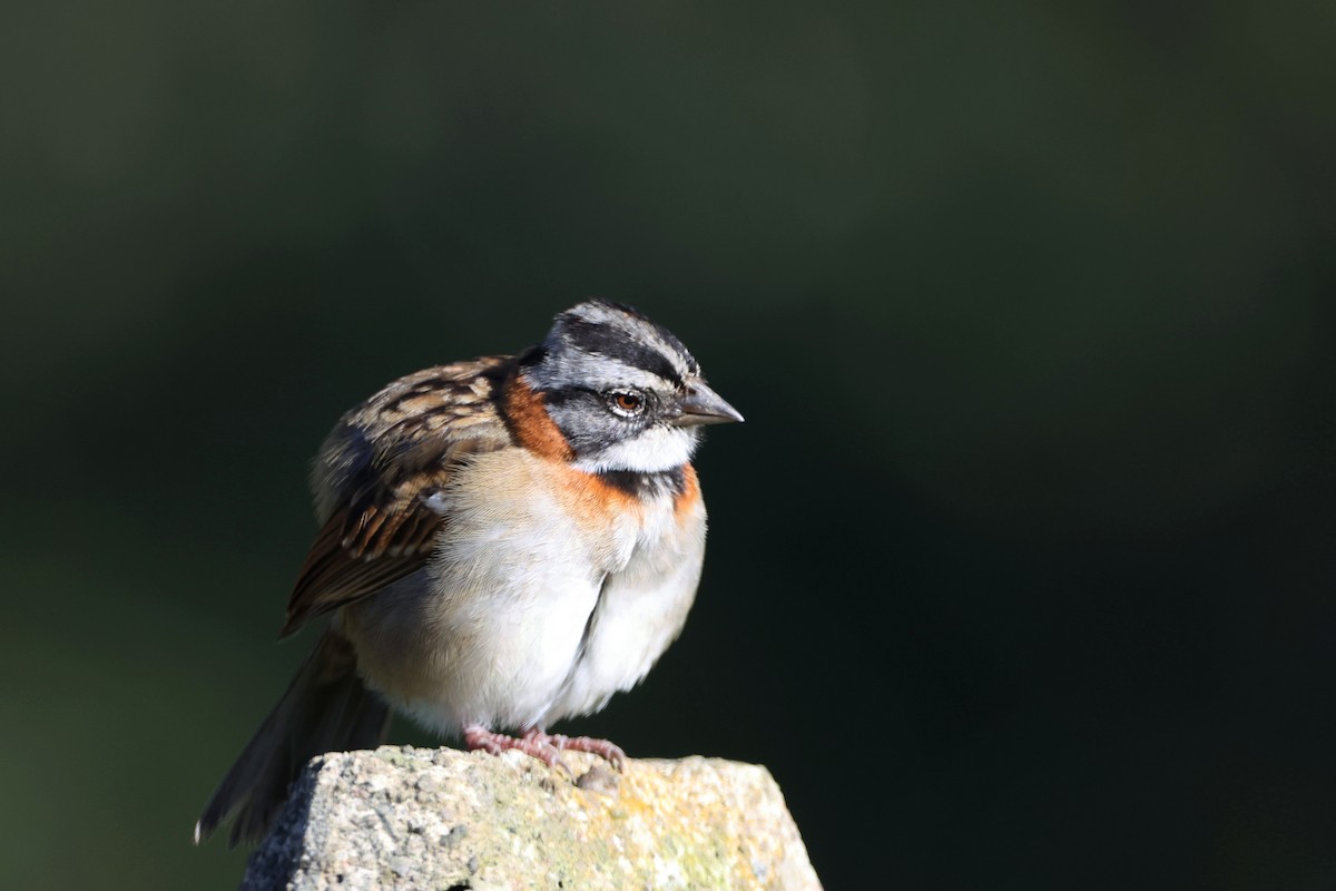 Rufous-collared Sparrow - ML623658808