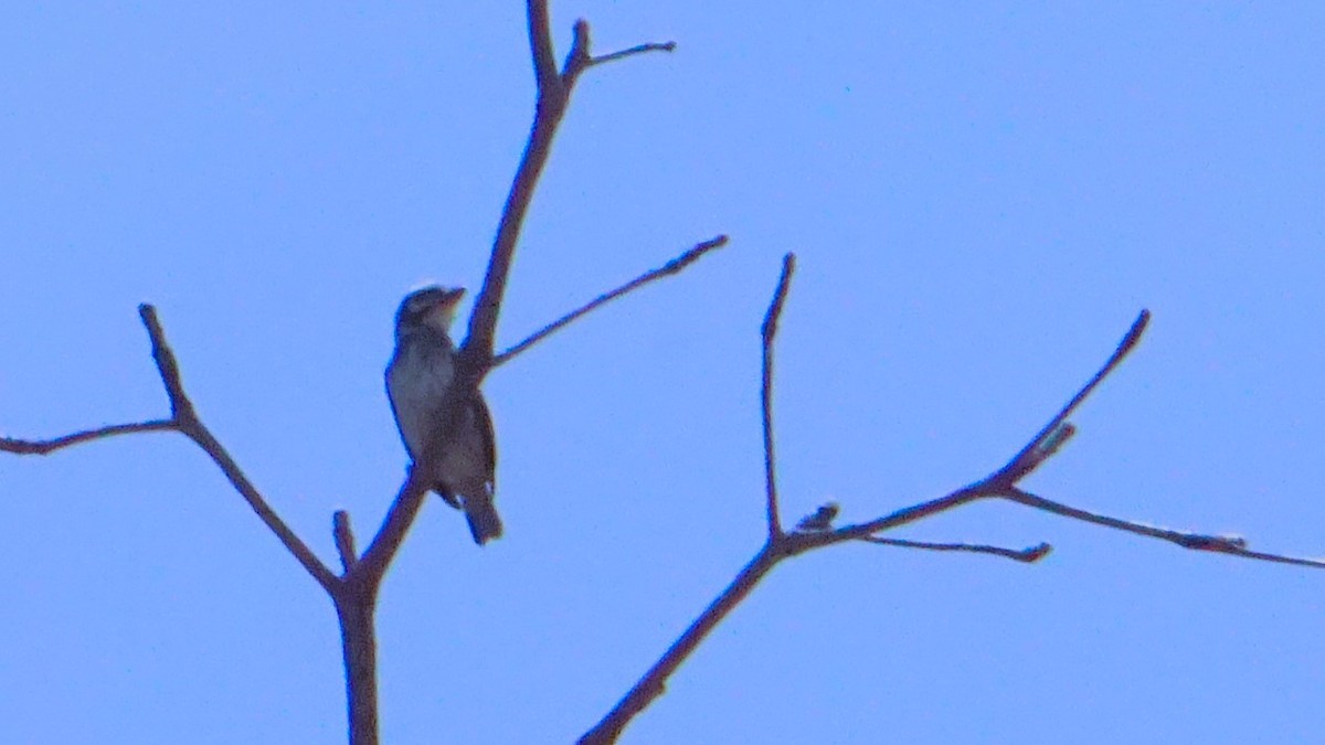 Coppersmith Barbet - ML623658810