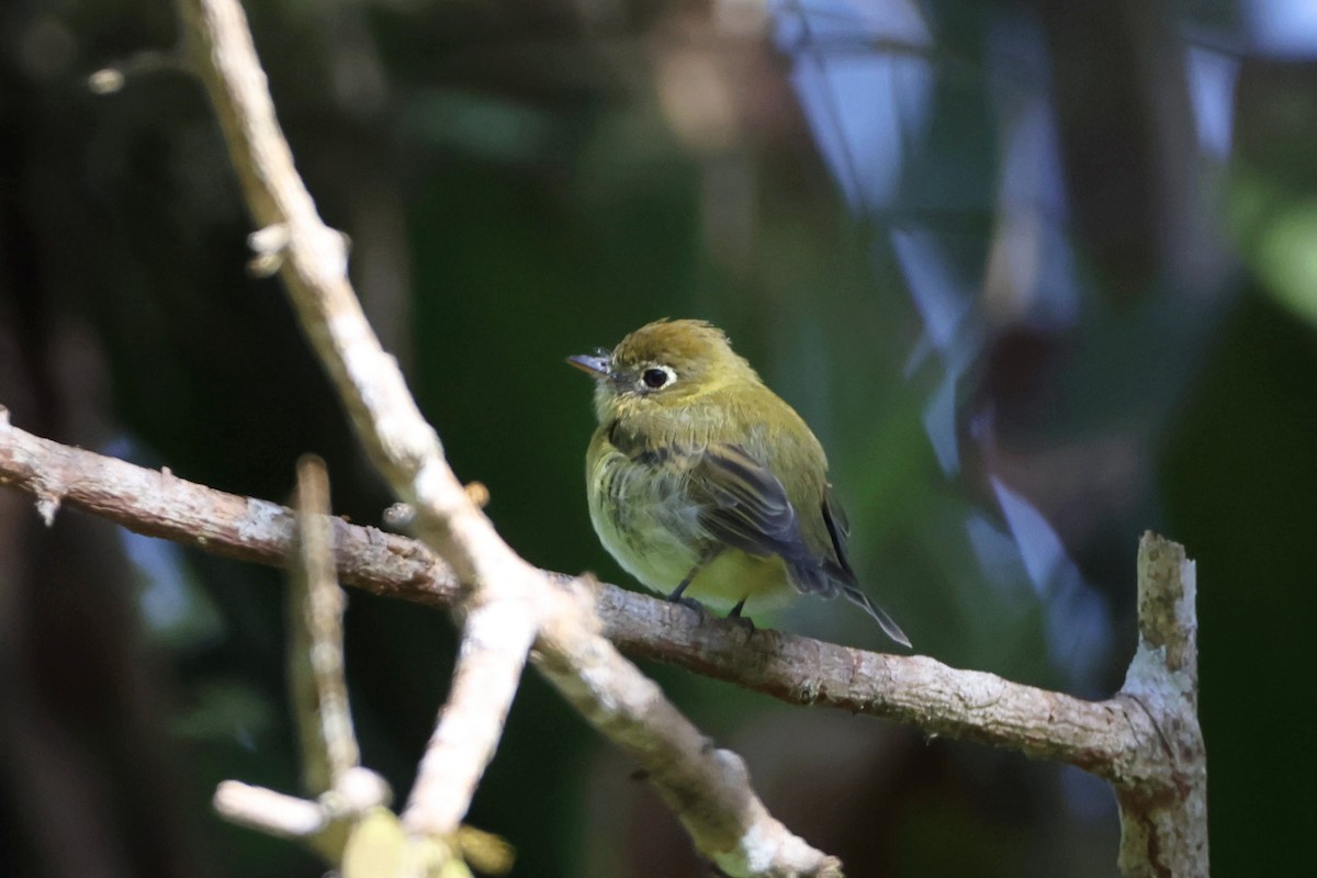 Yellowish Flycatcher - ML623658811