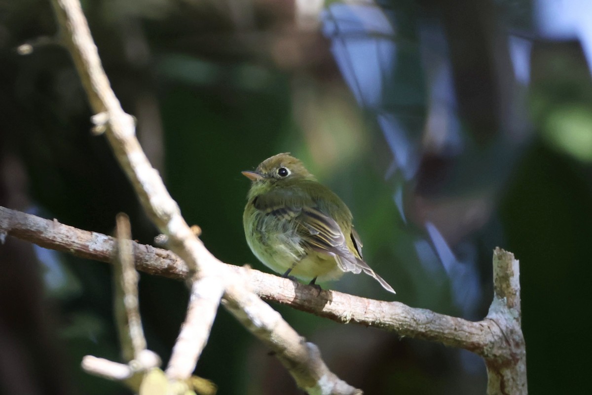 Yellowish Flycatcher - ML623658812